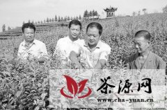 茶技人员指导泸州纳溪茶农搞好茶园秋季管理