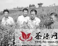 茶技人员指导泸州纳溪茶农搞好茶园秋季管理