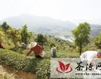 新兴县绿色生态“象窝茶”跻身中国名茶