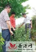 安溪县农茶局组织人员深入桃舟现场指导茶农