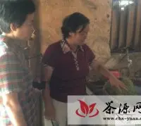 杜春芝调研永定罗塔坪乡茅岩莓茶产业
