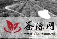 杭州西湖双峰村约三成龙井43号茶树叶被晒伤