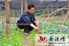 金秀县把野生茶打造成当地支柱产业