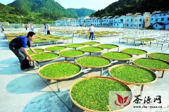 竹山县茶业工作人员在晾晒鲜茶叶