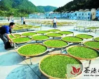 竹山县茶业工作人员在晾晒鲜茶叶