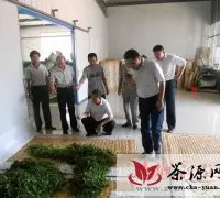 潍坊农业局到诸城市检查指导茶叶生产
