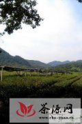 官方增加基础设施抢救2500亩龙井茶