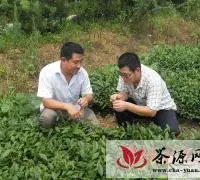 诸城农业局安排技术人员为绿茶“体检”
