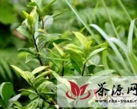 晴隆茶业公司研发红茶产品取得成效