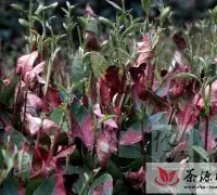 杭州梅家坞茶叶因高温干旱面临减产