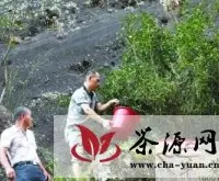 武夷山大红袍母树实行人工浇水解渴