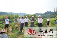 上饶市农业局赴婺源现代茶叶项目基地验收指导