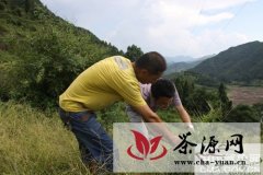台州气象人员赴山区茶园调查旱情指导生产