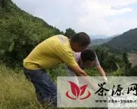 台州气象人员赴山区茶园调查旱情指导生产