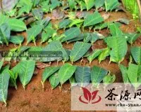金秀县开展野生茶规模化推广种植