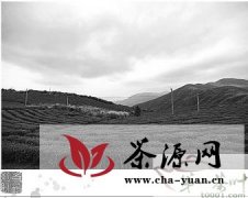 “鹤顶山”用品牌串起苍南县茶产业链