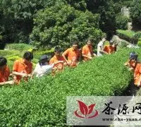 仰恩大学2013年暑期实践队走进茶乡安溪