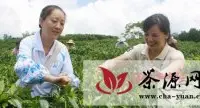海南乌石农场设置工作交流平台制茶与采茶工互换工种