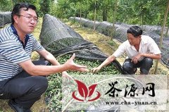 “利川红”成中国红茶出口主力军