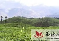绿春县大水沟生态茶厂标准茶园显成效