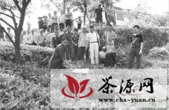 泸州农技人员指导茶农改造低产茶园