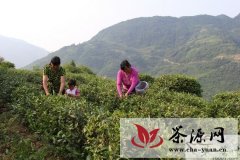 紫阳洄水镇万亩茶产业茁壮成长