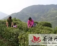 紫阳洄水镇万亩茶产业茁壮成长