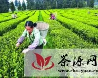 茶产业已成为凤冈县重要支柱产业