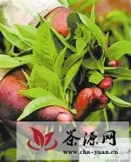 台湾“阿华师”引领健康饮茶新风尚