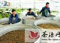 晴隆县大力开发茶叶精深加工产品