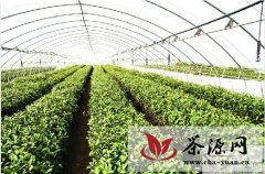 青岛市茶叶协会召开茶产业发展座谈会