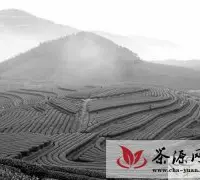 印江永义乡获得“贵州最美茶乡”称号