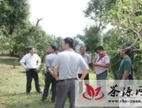 勐海县贺开古茶园生态建设试验示范