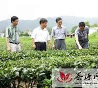 安徽省农科院到岳西冶溪镇指导茶园产业建设