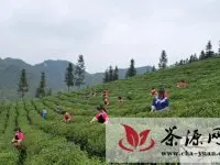 石阡龙井乡角逐“贵州十大最美茶乡”