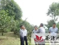 勐海县“古茶园生态建设示范”项目实施