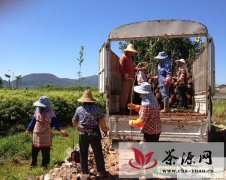 宁洱县推进生态茶园覆荫树补植工作