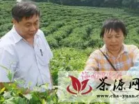 乌石农场推广李渠英科学管茶采茶经验