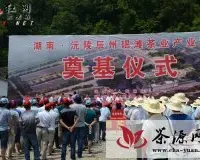 湖南·沅陵辰州碣滩茶业产业园正式开工