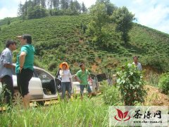 广南县踏勘优质示范茶园及茶叶加工厂建设项目