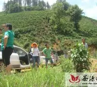 广南县踏勘优质示范茶园及茶叶加工厂建设项目