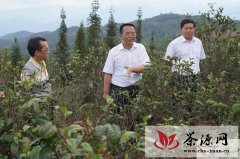 临沧市长锁飞调研双江亥公高优生态茶叶产业园