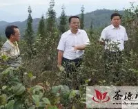 临沧市长锁飞调研双江亥公高优生态茶叶产业园