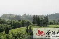 泸州纳溪白节镇有机茶基地面积全省第二