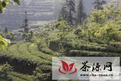 高县连片建设8000亩优质高产无公害茶园