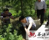 岳西良奇生态园通过现代农业（茶叶）项目组验收
