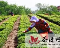 崂山茶文化节拉动旅游实现茶叶富农