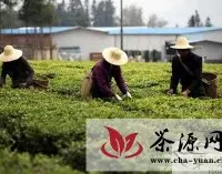 2013年云南省春茶“量增价涨”