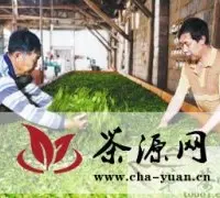 嵊州市改制越乡红茶促进茶农增收