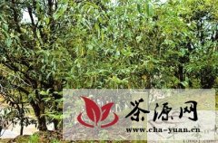 龙岩：三百多年历史的老茶树林